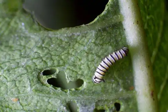 蝴蝶, 幼虫, 近端, 宏观, 昆虫, 变质