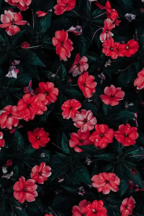 有没有红色的手机壁纸推荐?