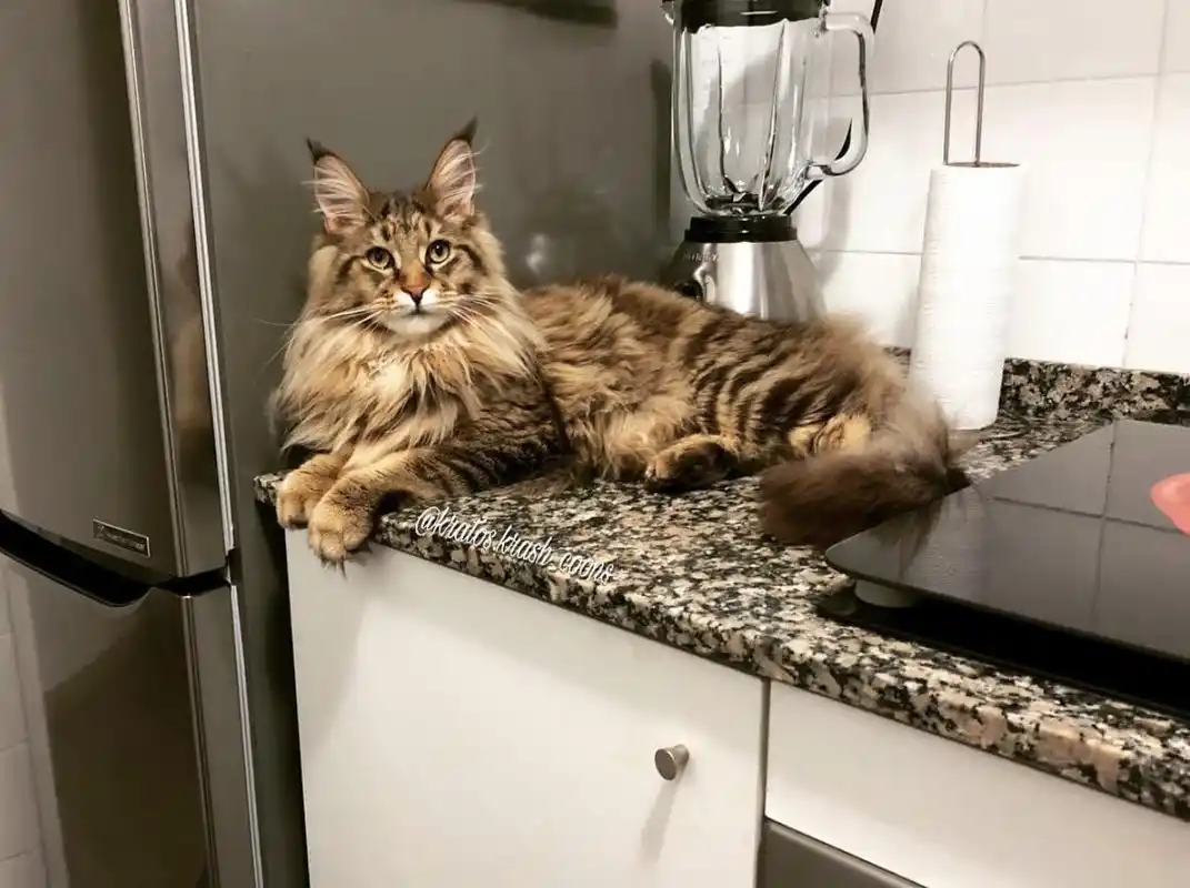 缅因猫性格(缅因猫也太可怕了吧养过的人都说后悔了)