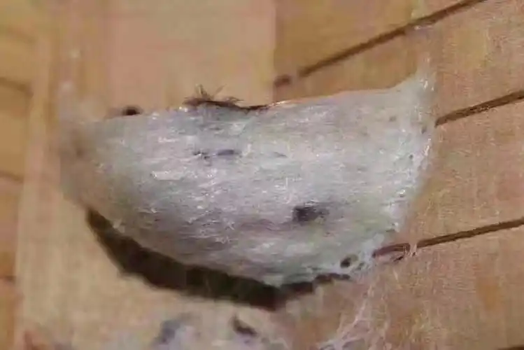 燕窝为什么会有霉味