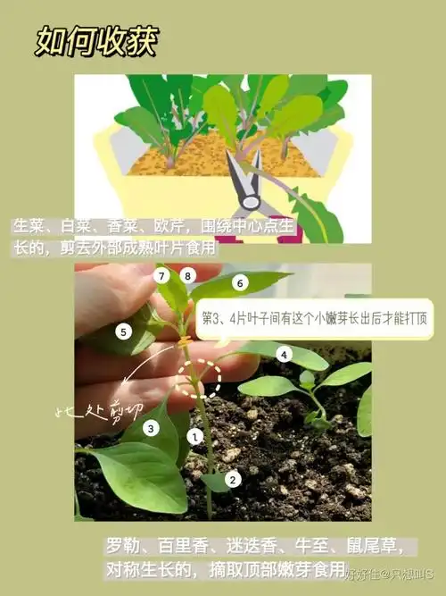 人在上海抢菜失败,现在开始学习种菜 - 知乎