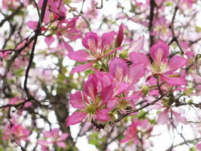 肇庆八景阅江楼春色,星湖西堤湖畔宫粉紫荆花海一天特惠游