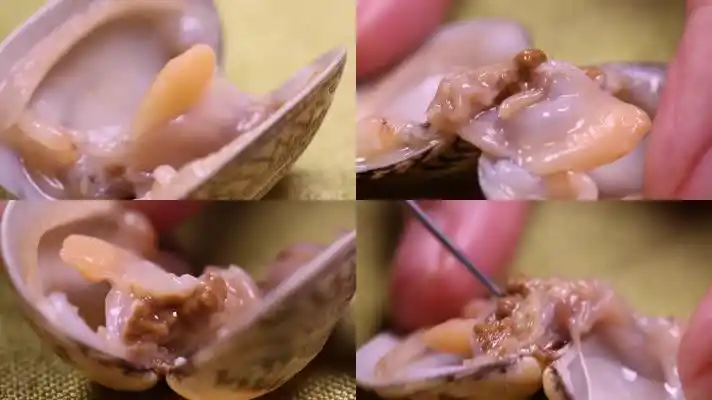 微距花蛤蛏子砂囊内脏 (3)