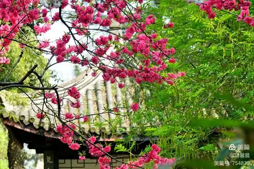 寻找春天〕……桃红柳绿