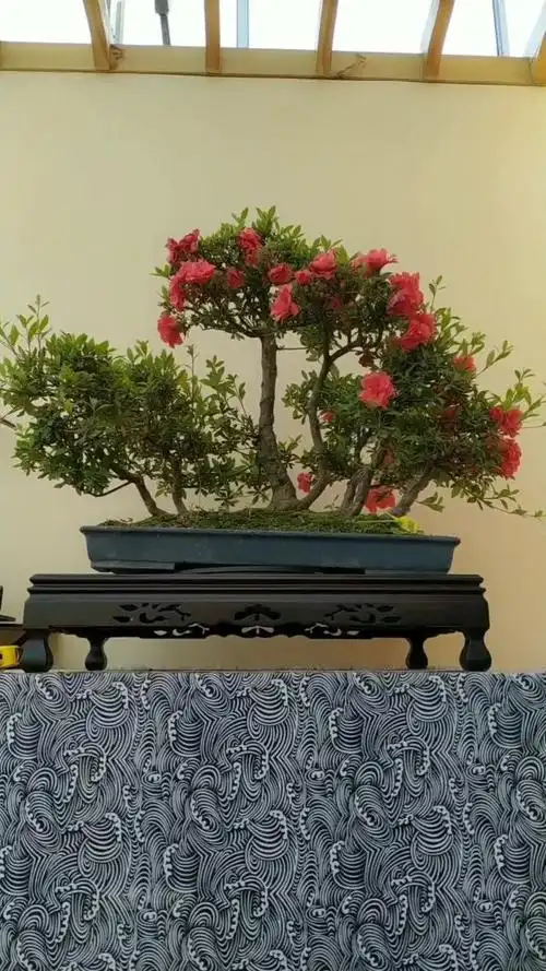 杜鹃,品种红牡丹