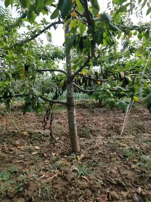 今年8公分樱桃树价格=====10公分樱桃树多少钱一棵?