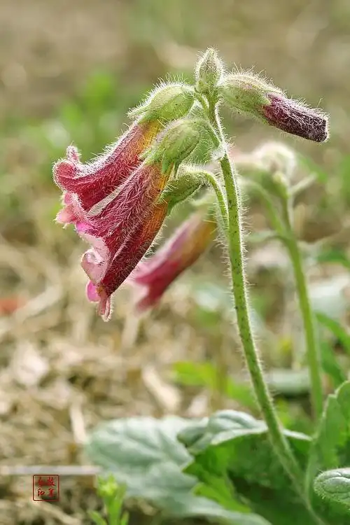 地黄为玄参科植物它的花蕾即地黄花
