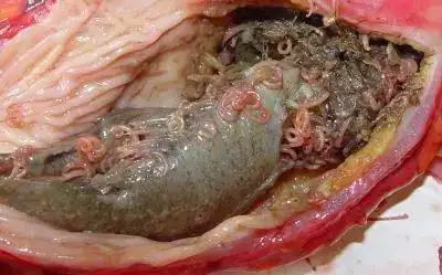 科普海洋鱼类有寄生虫海鲜还能吃吗