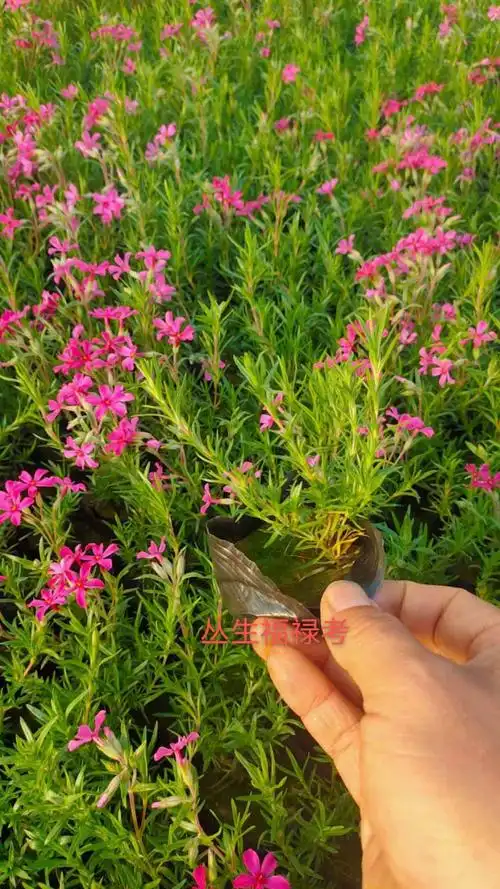 云南丛生福禄考基地丛生福禄考苗供应