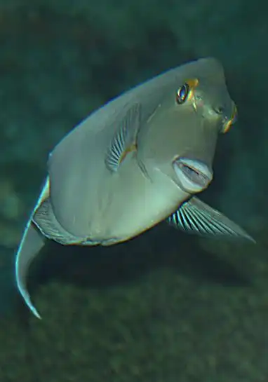 p>长吻鼻鱼,又称单角鼻鱼,学名: i>naso unicornis /i> (forssk  l