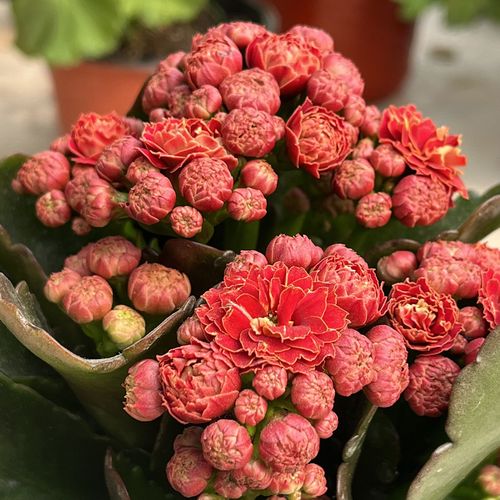 进口长寿花红狐狸超级明星盆栽花卉带花苞重瓣成品阳台办公桌容易