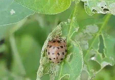 长得非常茂盛的马铃薯,后期虫害土豆瓢虫的防治方法