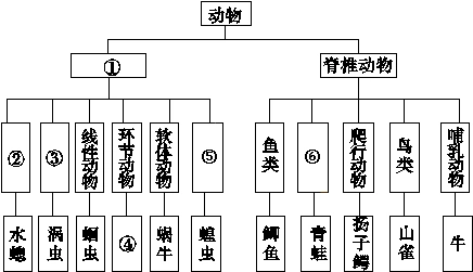 16.根据生物分类图解回答下列问题.