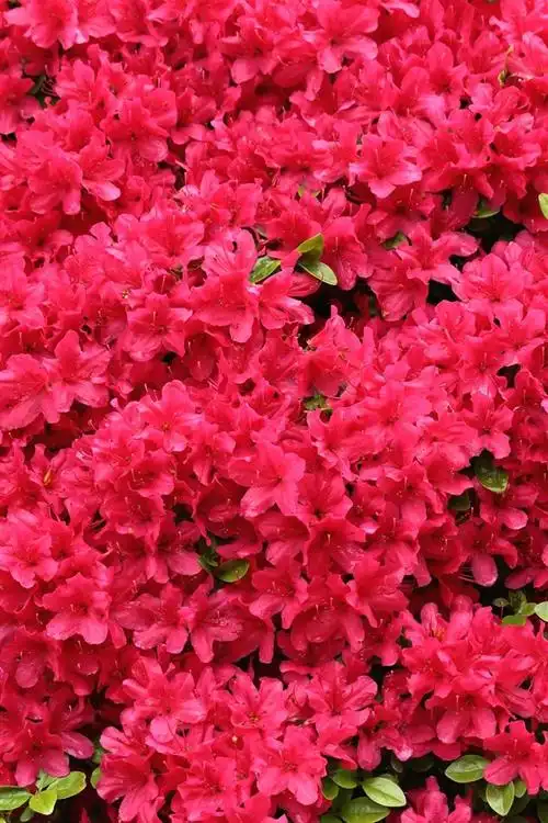 红花开花,杜鹃 iphone 壁纸