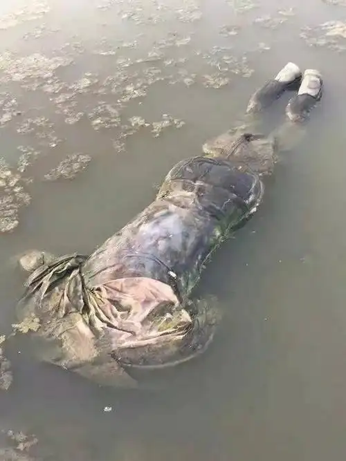 常州某河惊现一具浮尸,疑似高度腐烂!另有一60岁男子坠落广化桥