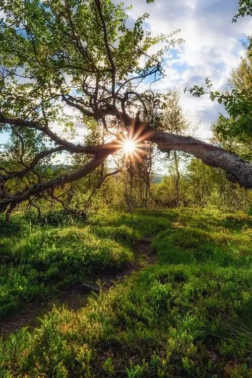 挪威,树木,草,太阳光线 iphone 壁纸