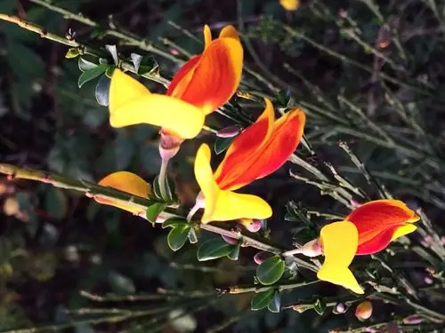 11月开放的金雀儿花