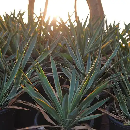 暖暖半岛 凤尾兰 金边凤尾丝兰耐旱多年生常绿花园庭院阳台盆栽--爱鉴