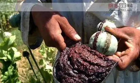 罂粟罪恶之花的四种用途