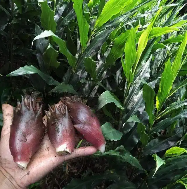 阳荷姜一年四季都可以吃,吃法也多种多样.