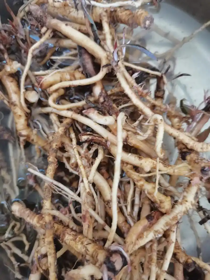 这黄瓜咋了,皮肤病,还是吃苦菜根吧# - 抖音