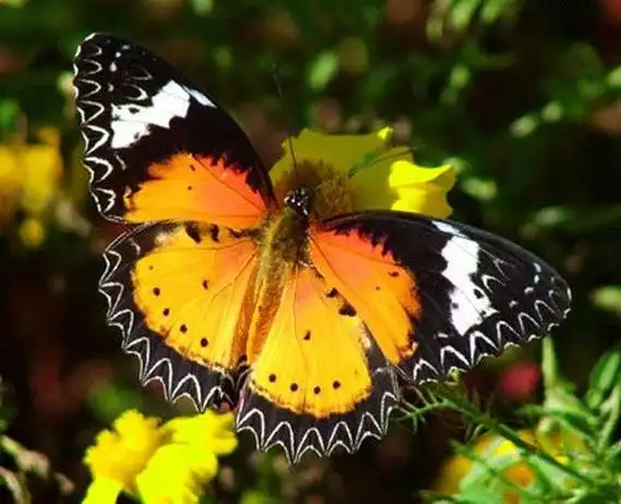 世界上最美丽的蝴蝶 一些已经濒临灭绝