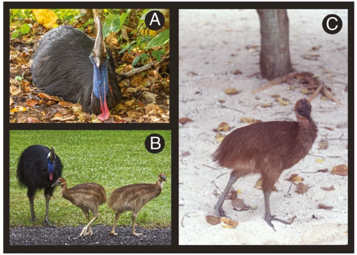 食火鸡,又名鹤鸵(cassowary),生活于包括新几内亚在内