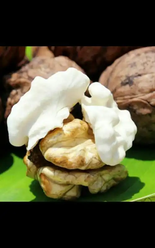 河顺官庄"网红"农场,1000斤"网红"核桃免费开送了 - 美篇