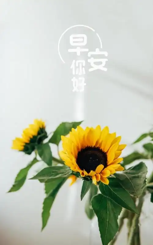 早安你好小清新向日葵