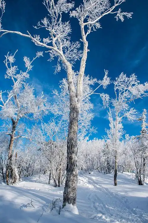 黑龙江省大兴安岭雪景图片