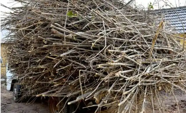 农村商贩收购树枝,350元一吨,农民:没想到,废东西也有价值