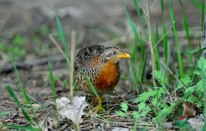 首拍黄脚三趾鹑