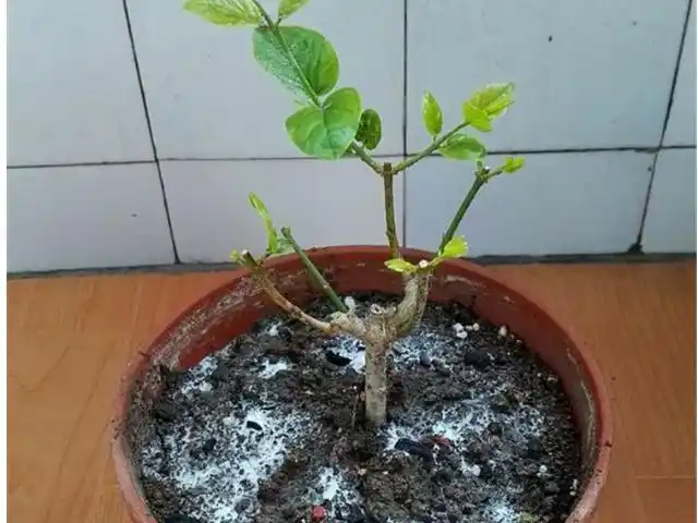 九里香扦插时间和方法