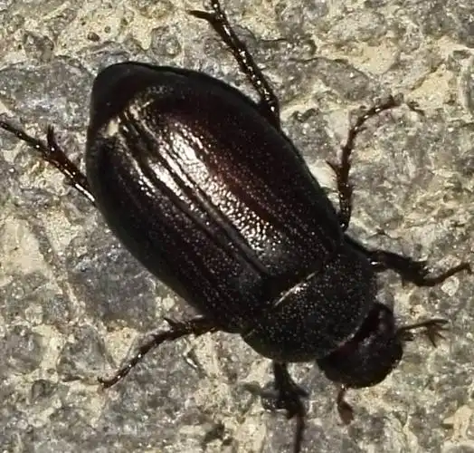 金龟子还是屎壳郎?