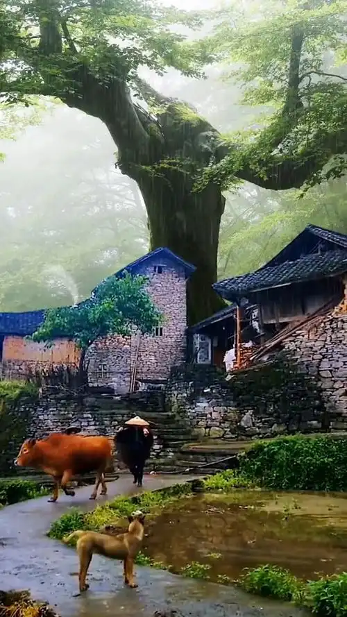 村里的风景,平淡但耐看,也许老家并不便利,却是最温暖 最治愈地方