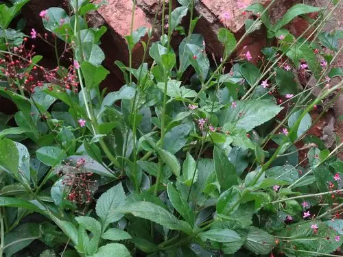 这个植物叫什么?