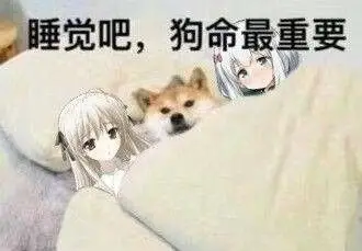 睡觉吧,狗命最重要_狗命_睡觉_重要表情