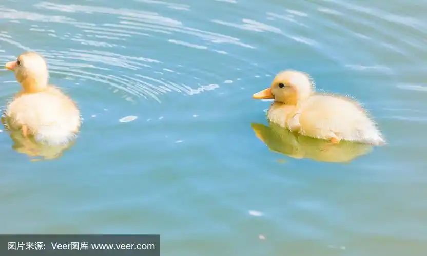 小鸭子在水里游泳