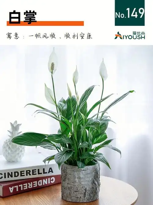 白掌一帆风顺易如反掌