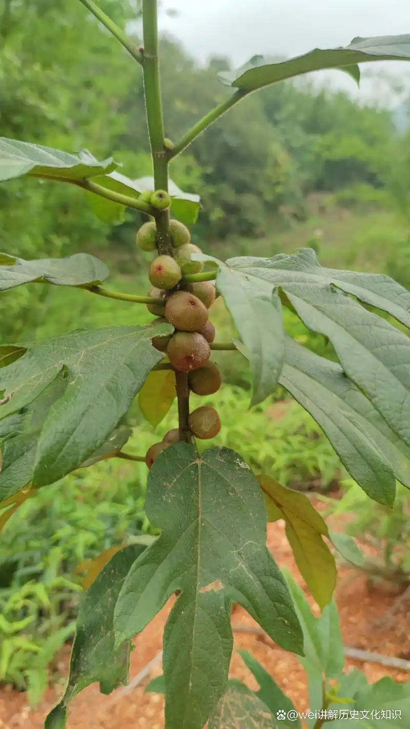 野生五指毛桃的价值