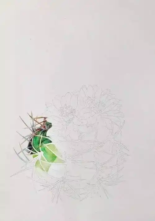 如何画好一盆彩铅仙人球!