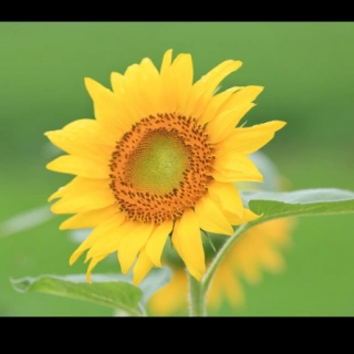 11月26日43——44课知识点