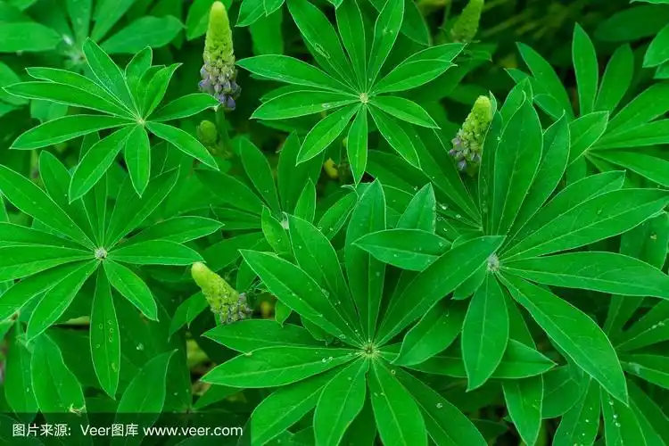羽扇豆或羽扇豆叶近距离与模糊的背景