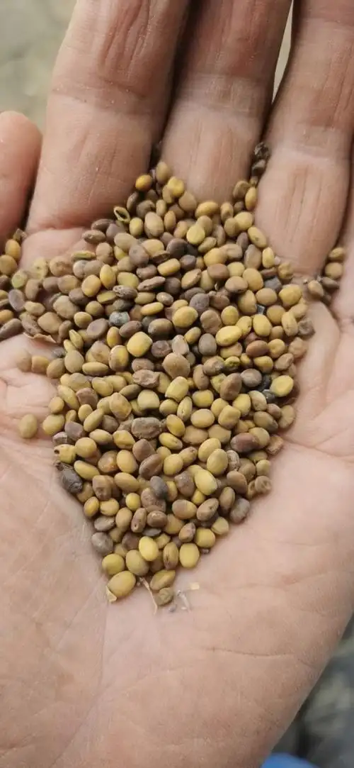 野生苦豆籽!一手货源,自产自销,质量很好,如有需要的联系