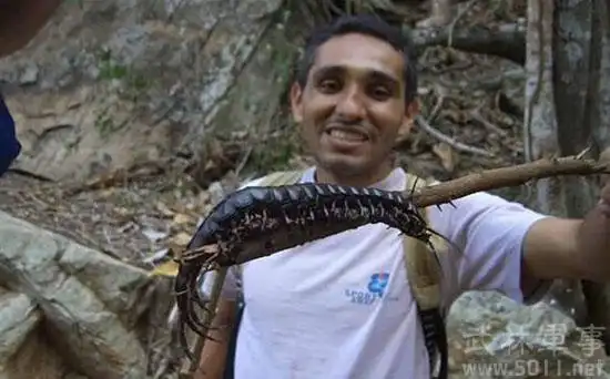 世界上最大的蜈蚣 咬上一口非死即伤