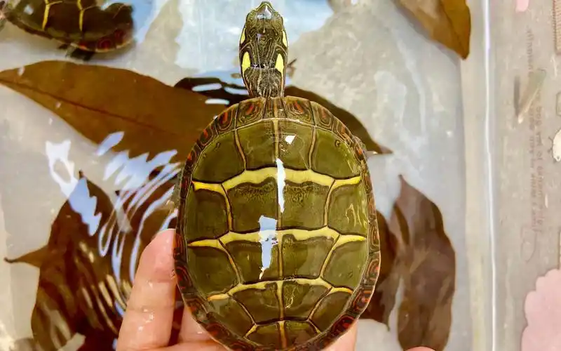 终于找到了一只漂亮的东部锦龟,结果老板不单卖,只好