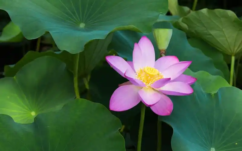 首页 电脑壁纸 夏天的荷花 > || 更新时间:2018-06-22 颜色分 绿色