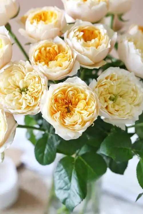 奥斯汀玫瑰他用一生的坚守换来全世界的喜爱