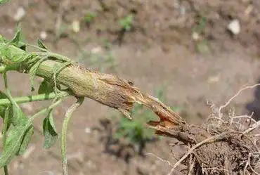 番茄立枯病防治方法-农资百科网