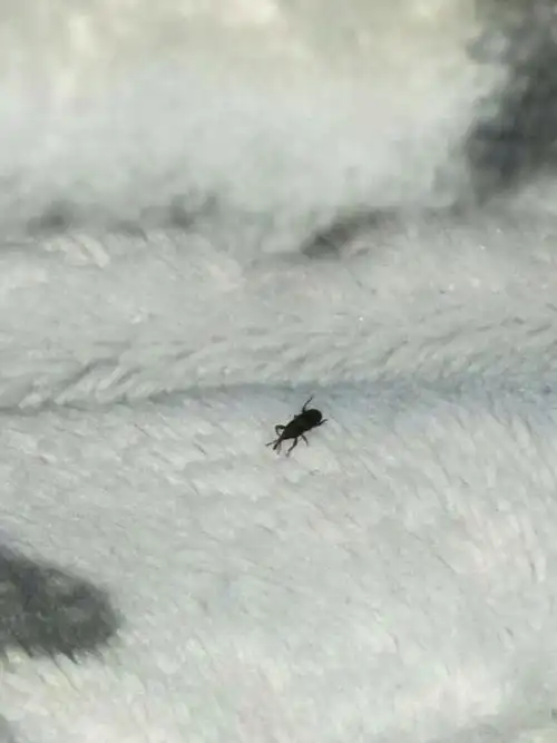 59 分钟前   最佳答案 这是米象,幼虫蛀食大米